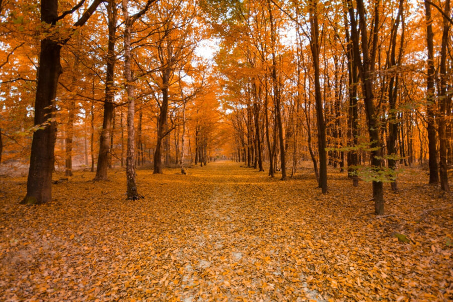 Dove ammirare il foliage a Rimini: I migliori parchi cittadini